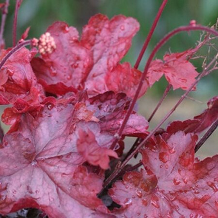 Heuchera 'Fire Chief' geen maat specificatie 0,55L/P9cm - afbeelding 3