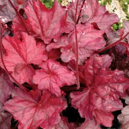 Heuchera 'Fire Chief' geen maat specificatie 0,55L/P9cm - afbeelding 4