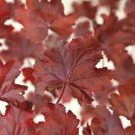 Heuchera 'Fire Chief' geen maat specificatie 0,55L/P9cm - afbeelding 5