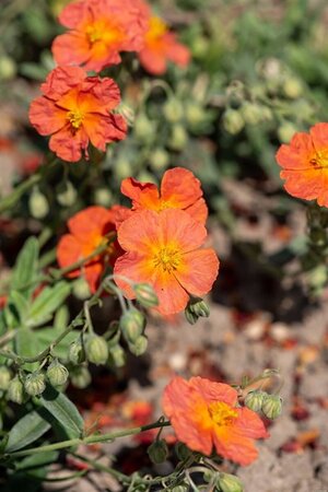 Helianthemum 'Fire Dragon' geen maat specificatie 0,55L/P9cm