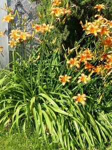 Hemerocallis fulva geen maat specificatie 0,55L/P9cm - afbeelding 2