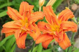 Hemerocallis fulva geen maat specificatie 0,55L/P9cm