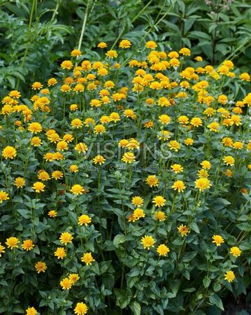 Heliopsis h. 'Asahi' geen maat specificatie 0,55L/P9cm - afbeelding 1