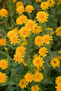 Heliopsis h. 'Asahi' geen maat specificatie 0,55L/P9cm - afbeelding 2