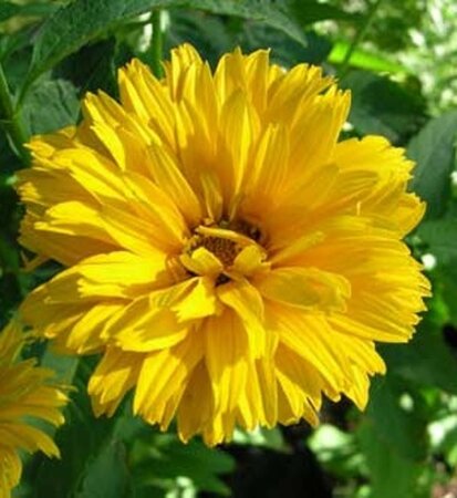 Heliopsis h. 'Summer Sun' geen maat specificatie 0,55L/P9cm - afbeelding 1