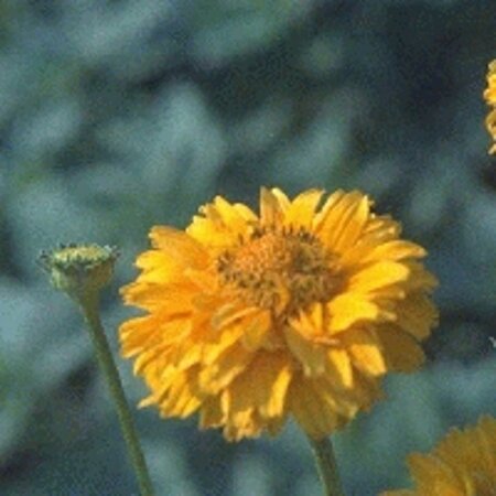 Heliopsis h. 'Summer Sun' geen maat specificatie 0,55L/P9cm - afbeelding 2