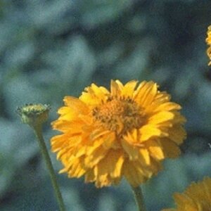 Heliopsis h. 'Summer Sun' geen maat specificatie 0,55L/P9cm