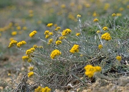 Helichrysum italicum 'Dwarf Curry' geen maat specificatie 0,55L/P9cm
