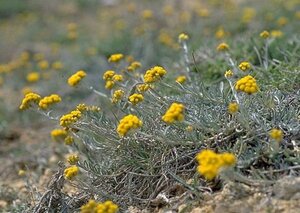 Helichrysum italicum 'Dwarf Curry' geen maat specificatie 0,55L/P9cm