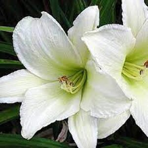 Hemerocallis 'Light the Way' geen maat specificatie 0,55L/P9cm - afbeelding 2