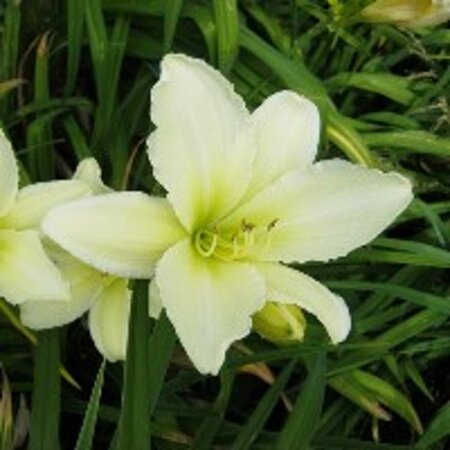 Hemerocallis 'Light the Way' geen maat specificatie 0,55L/P9cm - afbeelding 3