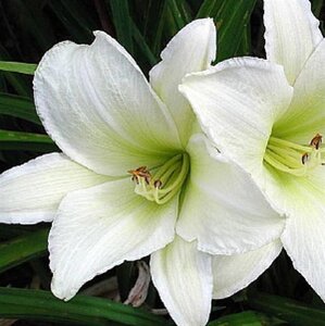 Hemerocallis 'Light the Way' geen maat specificatie 0,55L/P9cm - afbeelding 4