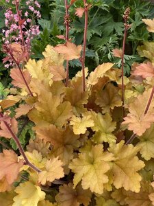 Heuchera 'Marmalade' geen maat specificatie 0,55L/P9cm - afbeelding 1