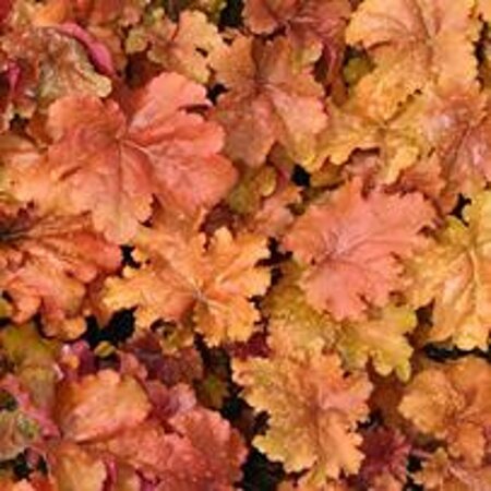 Heuchera 'Marmalade' geen maat specificatie 0,55L/P9cm - afbeelding 2