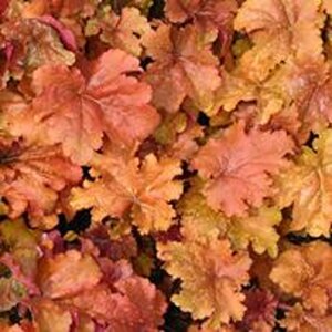 Heuchera 'Marmalade' geen maat specificatie 0,55L/P9cm - afbeelding 2