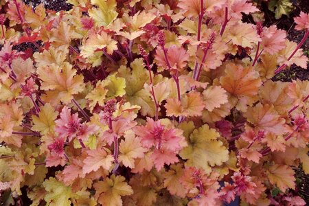 Heuchera 'Marmalade' geen maat specificatie 0,55L/P9cm - afbeelding 3