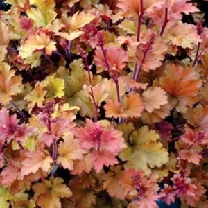 Heuchera 'Marmalade' geen maat specificatie 0,55L/P9cm - afbeelding 4