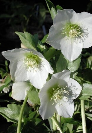 Helleborus o. White-flowered geen maat specificatie 0,55L/P9cm