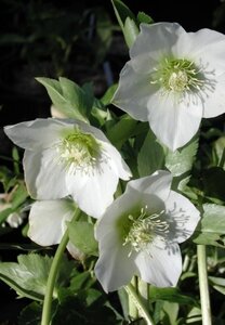 Helleborus o. White-flowered geen maat specificatie 0,55L/P9cm