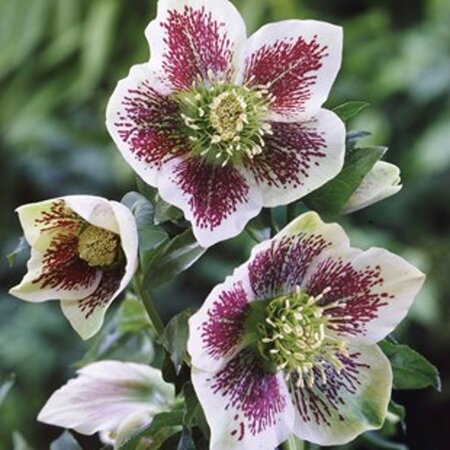 Helleborus o. 'White Spotted' geen maat specificatie 0,55L/P9cm