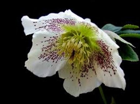 Helleborus o. 'White Spotted' geen maat specificatie 0,55L/P9cm - afbeelding 2