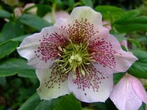 Helleborus o. 'White Spotted' geen maat specificatie 0,55L/P9cm - afbeelding 3