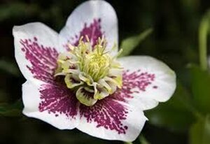 Helleborus o. 'White Spotted' geen maat specificatie 0,55L/P9cm - afbeelding 4