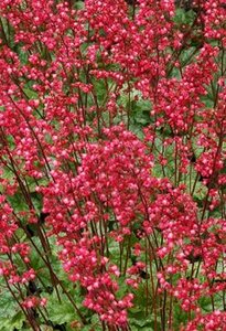 Heuchera 'Paris' geen maat specificatie 0,55L/P9cm - afbeelding 1