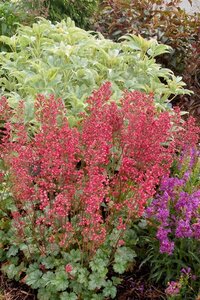 Heuchera 'Paris' geen maat specificatie 0,55L/P9cm - afbeelding 2