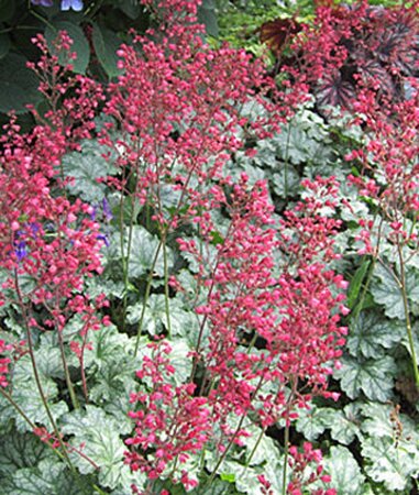 Heuchera 'Paris' geen maat specificatie 0,55L/P9cm - afbeelding 3