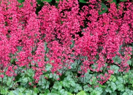 Heuchera 'Paris' geen maat specificatie 0,55L/P9cm - afbeelding 4