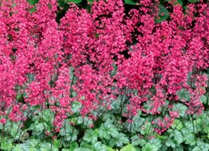 Heuchera 'Paris' geen maat specificatie 0,55L/P9cm - afbeelding 4