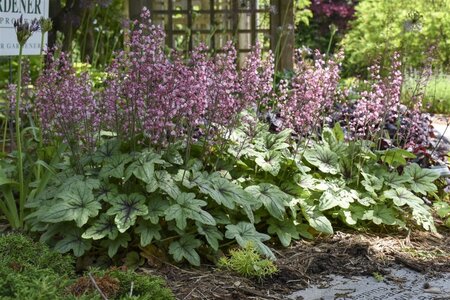 Heucherella 'Pink Fizz' geen maat specificatie 0,55L/P9cm - afbeelding 1
