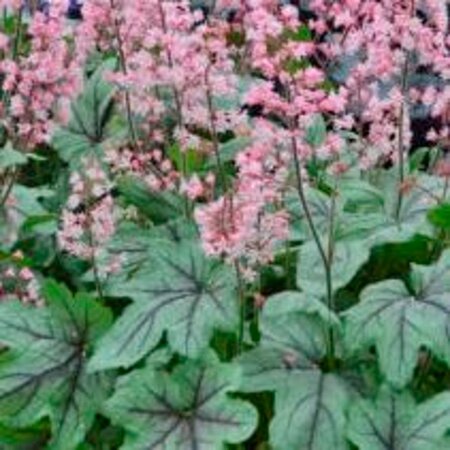 Heucherella 'Pink Fizz' geen maat specificatie 0,55L/P9cm - afbeelding 2