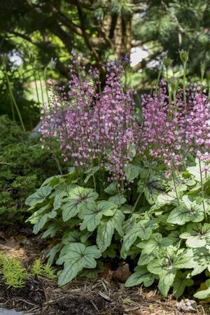 Heucherella 'Pink Fizz' geen maat specificatie 0,55L/P9cm - afbeelding 3