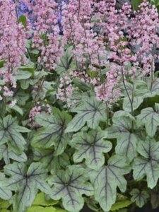 Heucherella 'Pink Fizz' geen maat specificatie 0,55L/P9cm - afbeelding 4