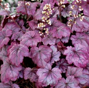 Heuchera 'Plum Royale' geen maat specificatie 0,55L/P9cm