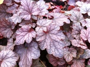 Heucherella 'Quicksilver' geen maat specificatie 0,55L/P9cm - afbeelding 1