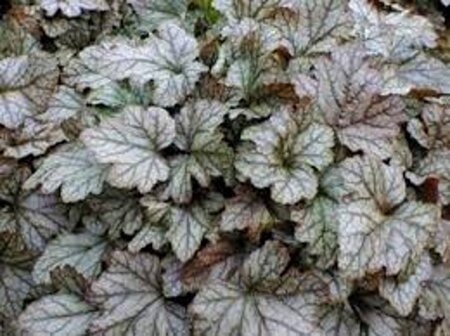 Heucherella 'Quicksilver' geen maat specificatie 0,55L/P9cm - afbeelding 2