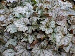 Heucherella 'Quicksilver' geen maat specificatie 0,55L/P9cm