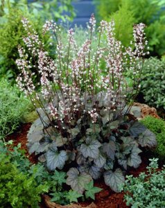 Heucherella 'Quicksilver' geen maat specificatie 0,55L/P9cm - afbeelding 3