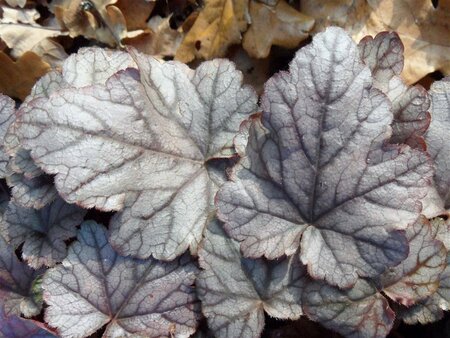 Heucherella 'Quicksilver' geen maat specificatie 0,55L/P9cm - afbeelding 4