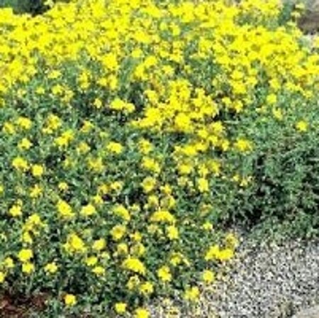 Helianthemum 'Sulphureum Plenum' geen maat specificatie 0,55L/P9cm