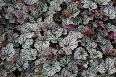 Heuchera 'Silver Scrolls' geen maat specificatie 0,55L/P9cm - afbeelding 1
