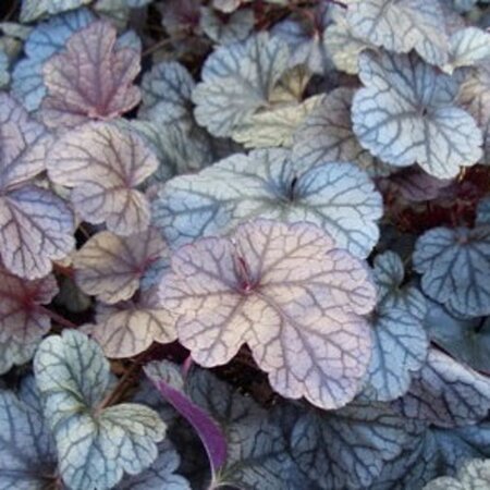 Heuchera 'Silver Scrolls' geen maat specificatie 0,55L/P9cm - afbeelding 2