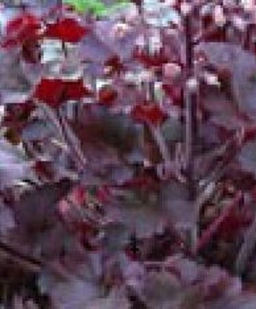 Heuchera 'Melting Fire' geen maat specificatie 0,55L/P9cm - afbeelding 1