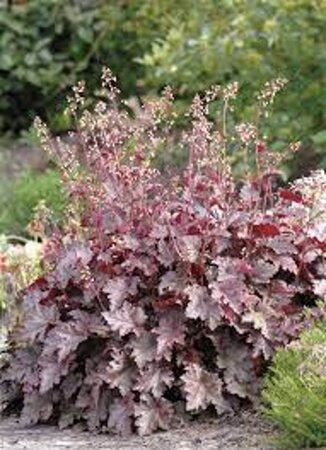Heuchera 'Melting Fire' geen maat specificatie 0,55L/P9cm - afbeelding 2