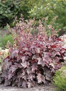 Heuchera 'Melting Fire' geen maat specificatie 0,55L/P9cm - afbeelding 2