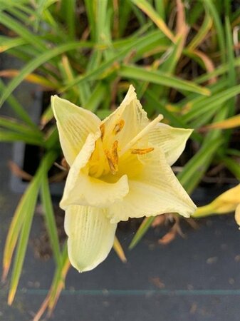 Hemerocallis 'White Lemonade' geen maat specificatie 0,55L/P9cm