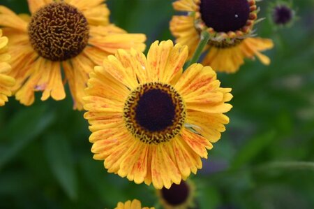 Helenium 'Wyndley' geen maat specificatie 0,55L/P9cm - afbeelding 1